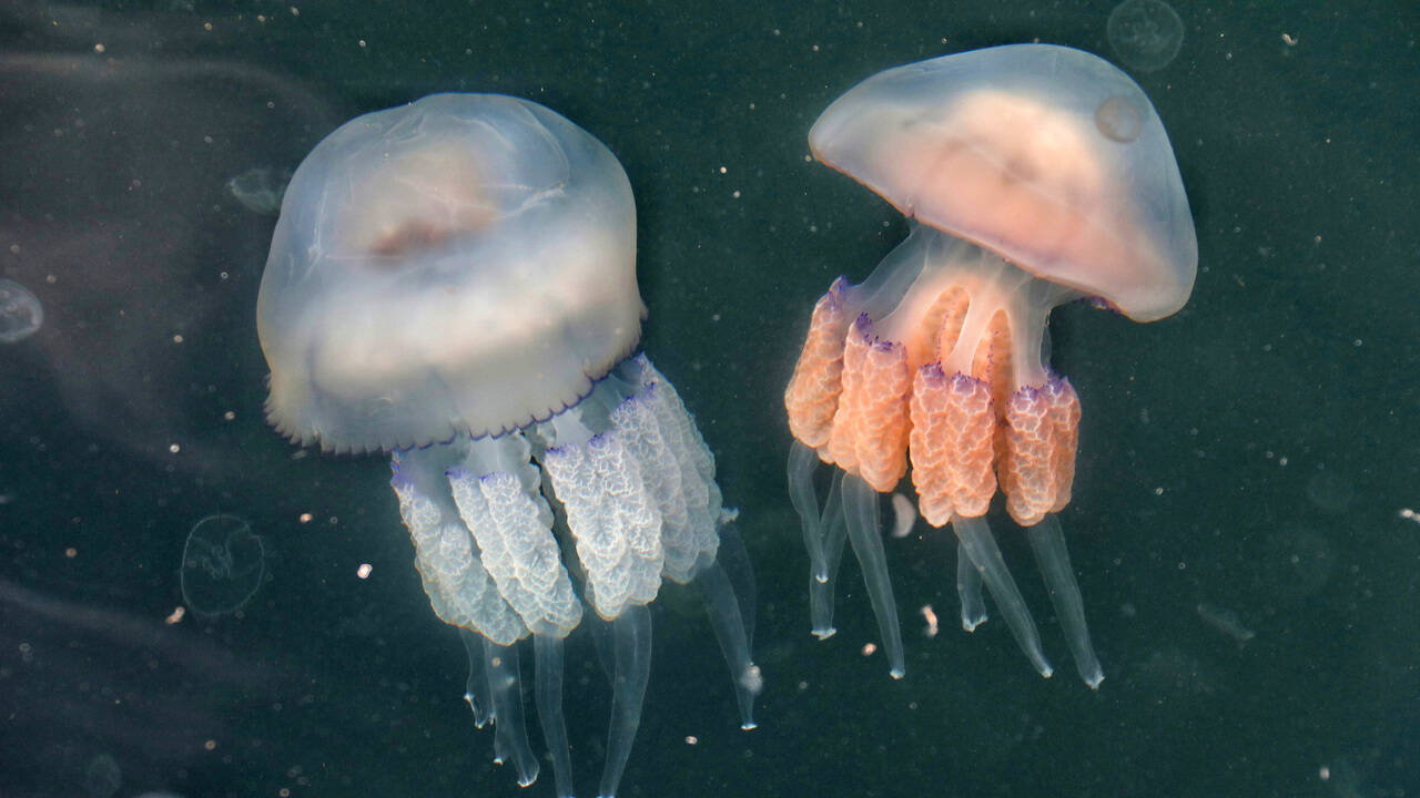 гайды по дотам медуза фото 94