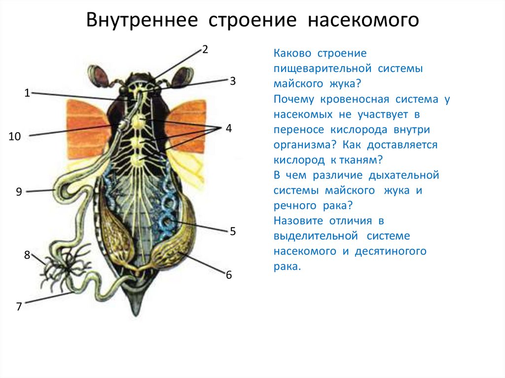 Кровообращение у насекомых. Майский хрущ кровеносная система. Выделительная система майского жука. Внешнее и внутреннее строение майского жука. Внутреннее строение строение насекомых.