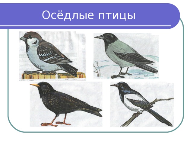 Птицы