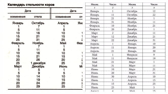 Схема отела коров в числах