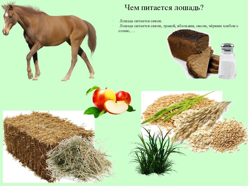 Где можно давать задание. Кормление лошадей. Что едят лошади. Чем питается лошадь для детей. Еда для домашних животных.
