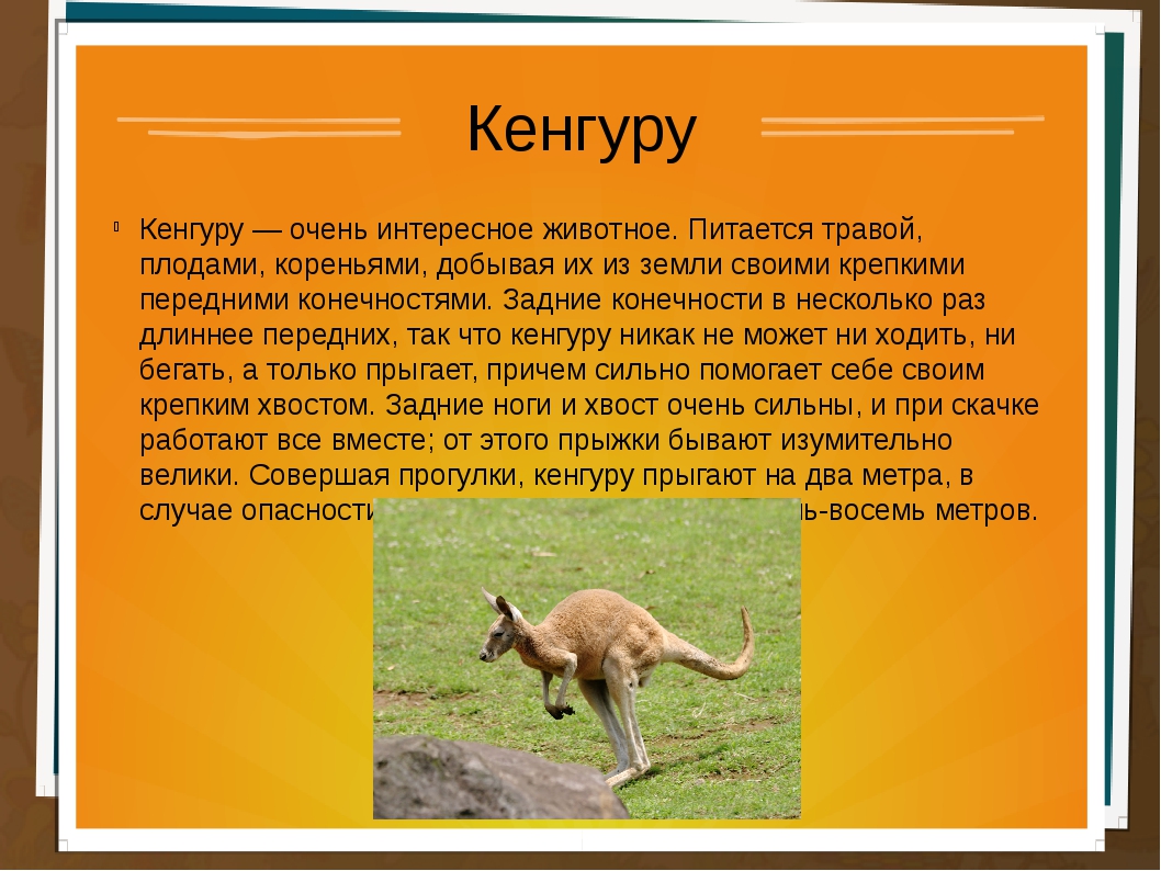 Кенгуру найти слово. Доклад о животных. Кенгуру описание. Сообщение о млекопитающих. Презентация про животных.