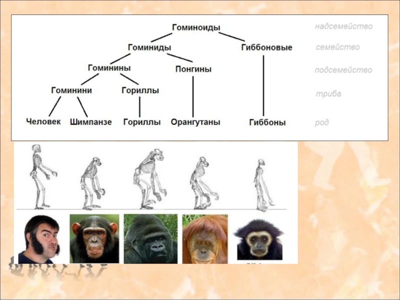 О принадлежности человека к семейству гоминид. Семейство гоминиды схема. Семейство люди гоминиды. Схема эволюции семейства гоминид. Таблица Эволюция человека семейства гоминид.