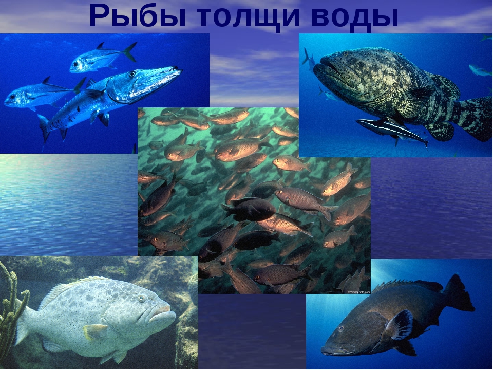 Рыбы балтийского моря фото и названия