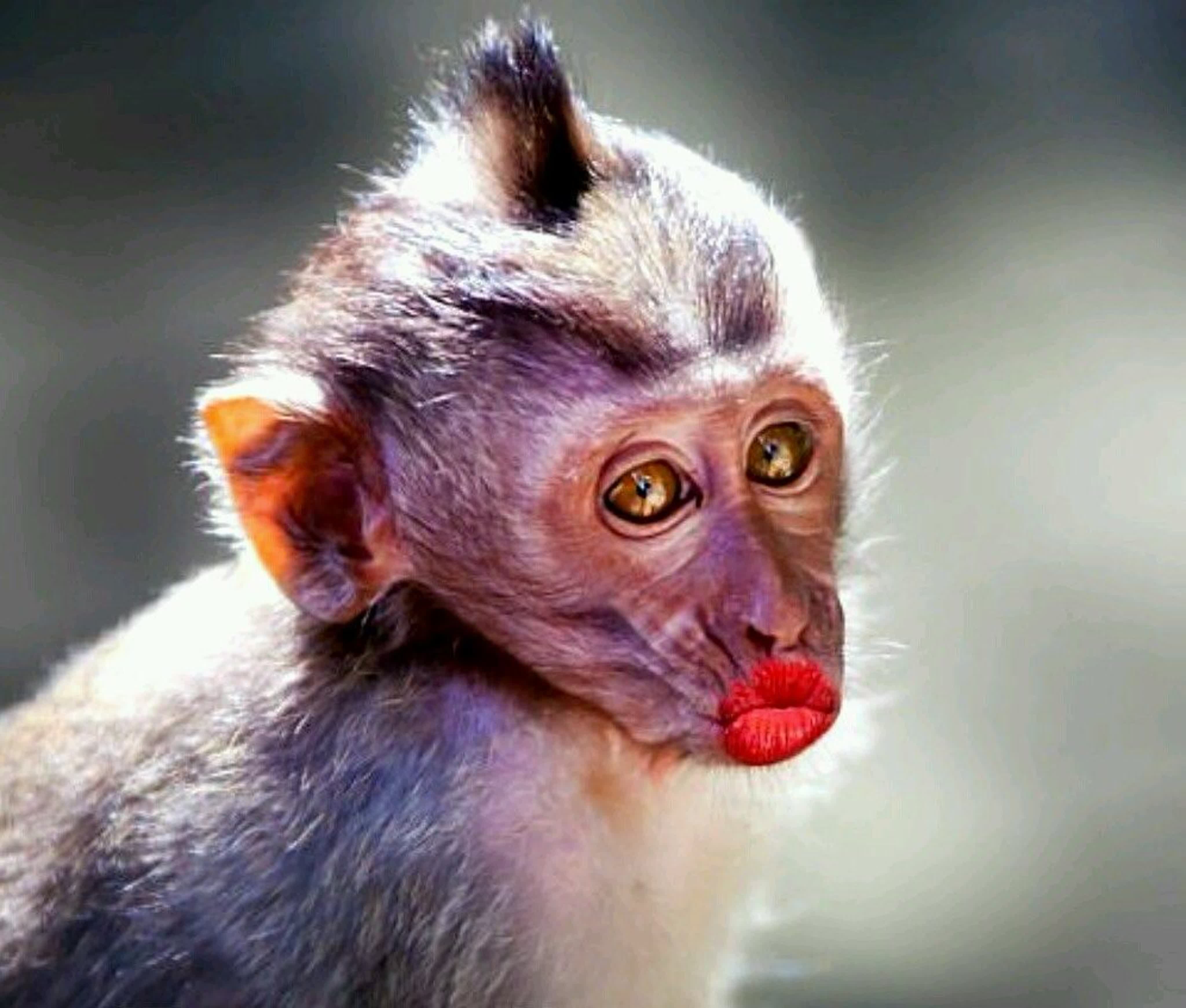 Фото обязаны. Смешные обезьяны. Крашеная обезьянка. Накрашенная обезьяна. Накрашенная шимпанзе.