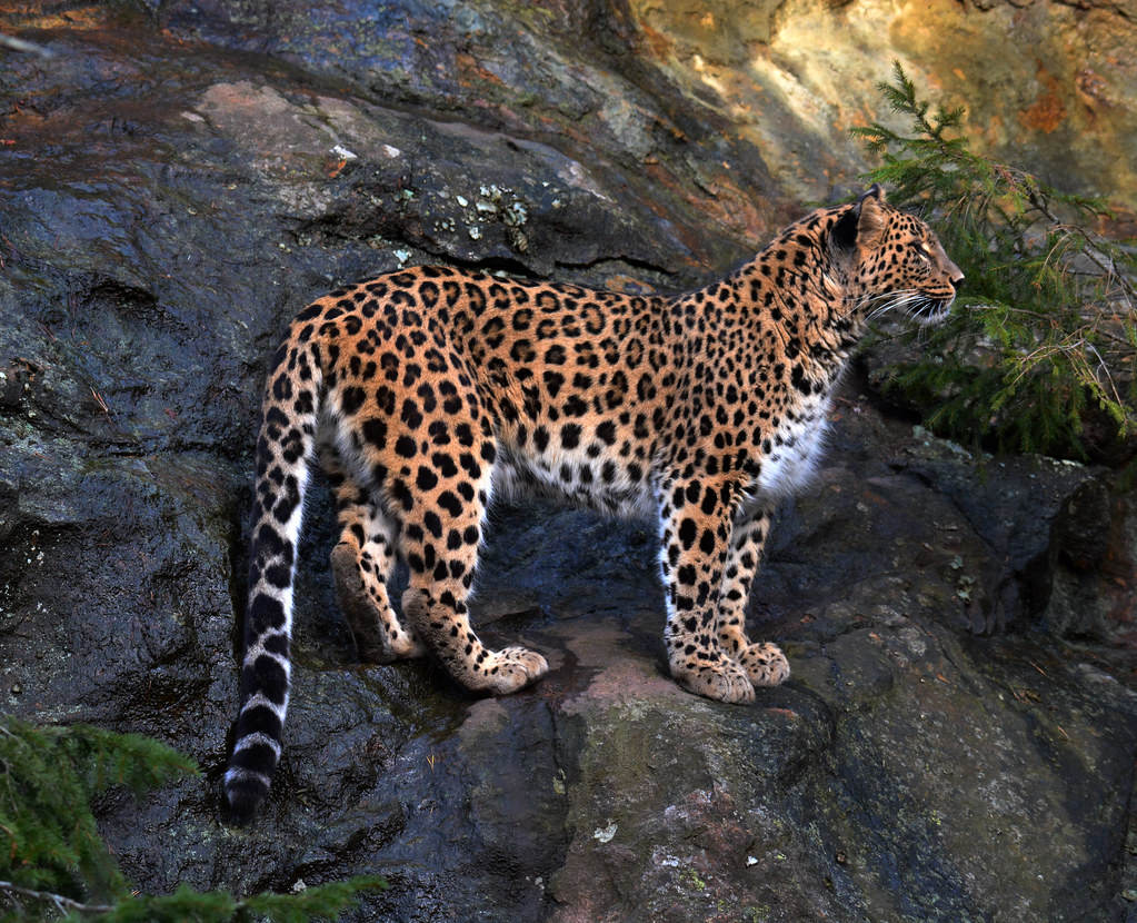 Средние хищные животные. Переднеазиатский леопард. Леопард (Барс) переднеазиатский. Переднеазиатский леопард в Краснодарском крае. Переднеазиатский леопард кавказский заповедник.