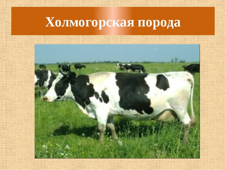 Порода коров холмогорская: описание, характеристики, особенности содержания и разведения