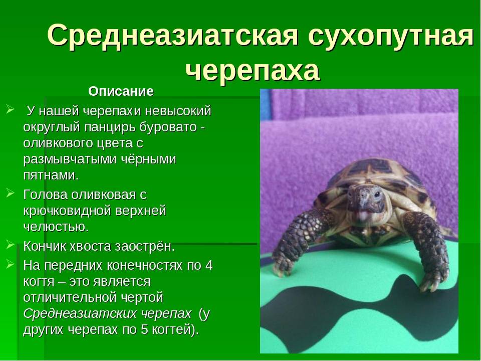 Какой тип развития характерен для красноухой болотной черепахи изображенной на рисунке