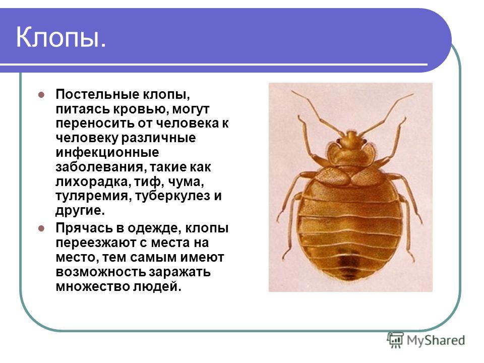 Какие болезни переносит человек. Клоп постельный переносчик возбудителей. Постельный клоп (Cimex lectularius). Постельный клоп пути распространения заболеваний. Представители полужесткокрылых насекомых.