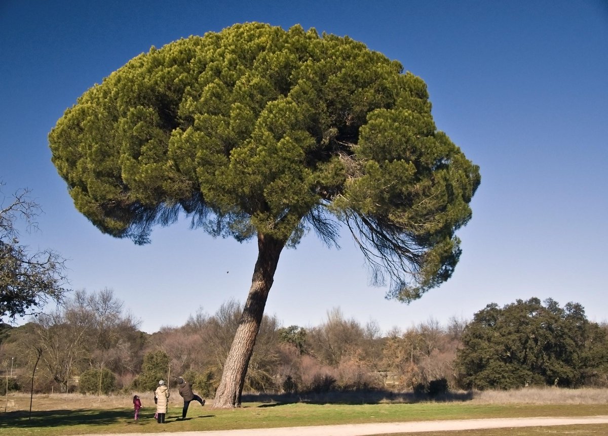 Дерево Pinus pinea