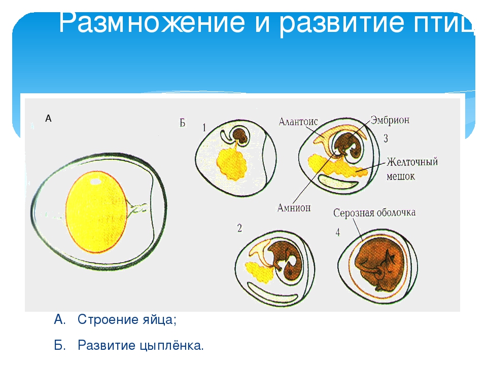 Размножение птиц презентация 7 класс. Строение яйца курицы (по Белоусову, 1993). Строение яйца птицы с зародышем. Строение куриного яйца с зародышем. Строение птенца в яйце.