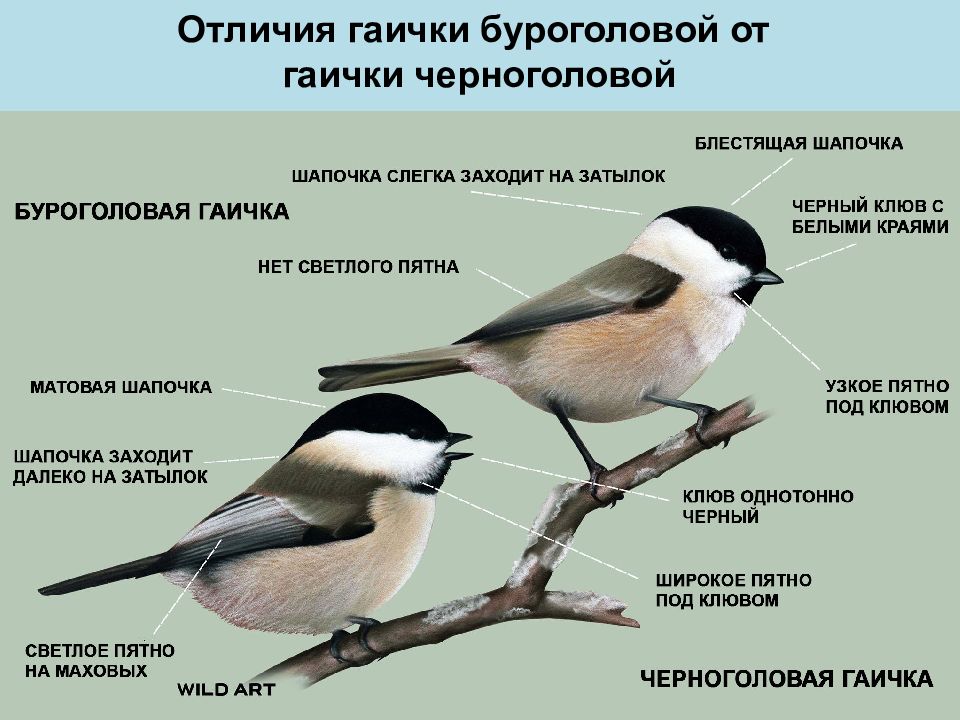 Гаичка буроголовая и черноголовая: как различить птиц этого вида