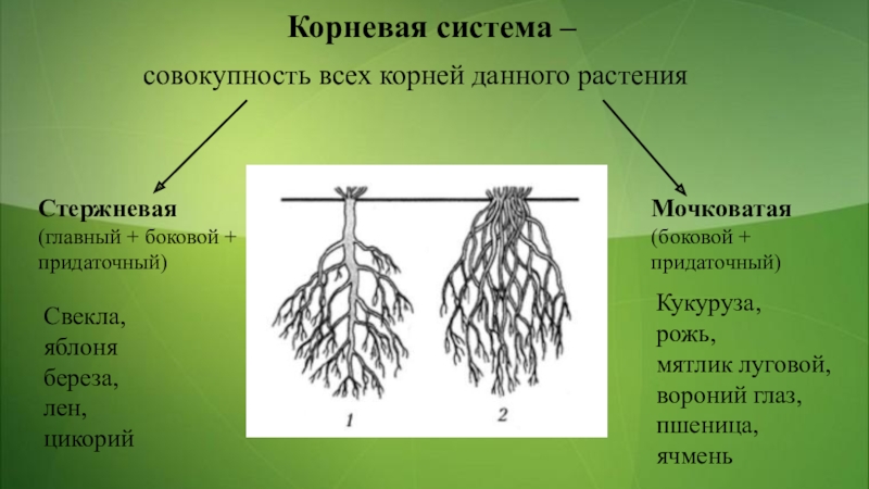 Для главного корня характерно. Мочковатая корневая система это в биологии 6 класс. Корень биология 6 класс типы корневых систем. Типы корневых систем по биологии 6 класс. Типы корневых систем схема.