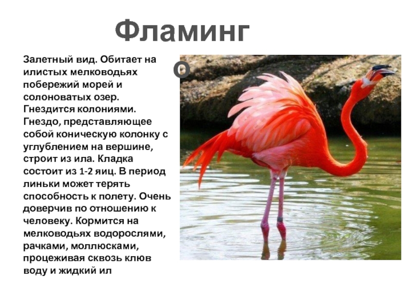 Обыкновенный фламинго – восьмое чудо света. описание и фото птицы фламинго
