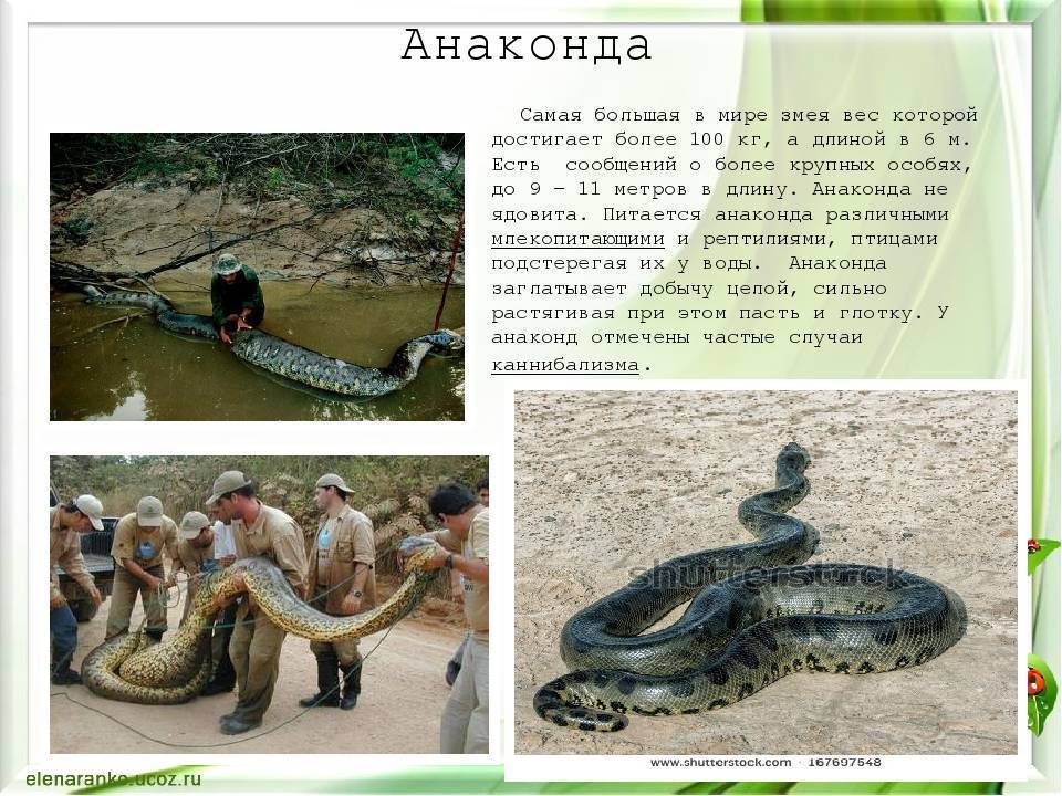 анаконды где обитают