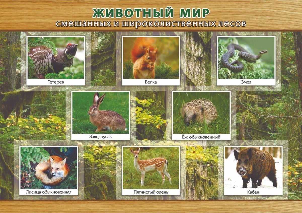 Растительный и животный мир широколиственных лесов в России