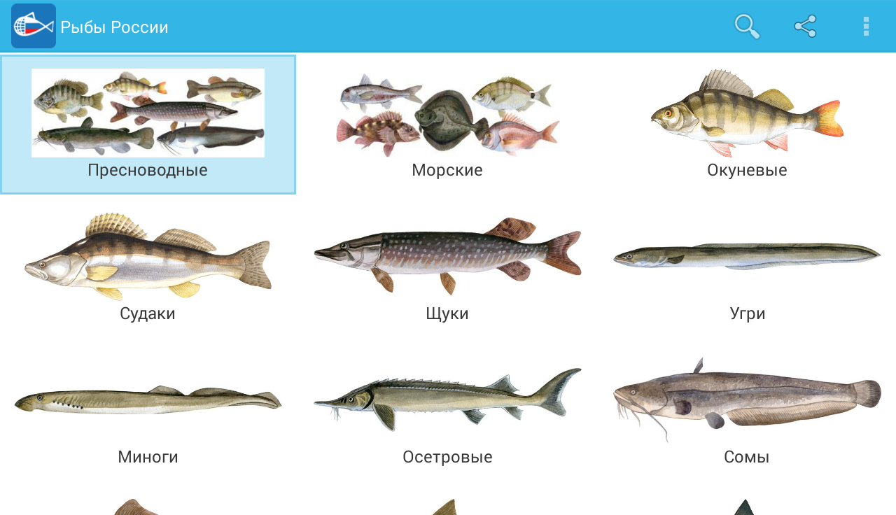 Как узнать вид рыбы по фото