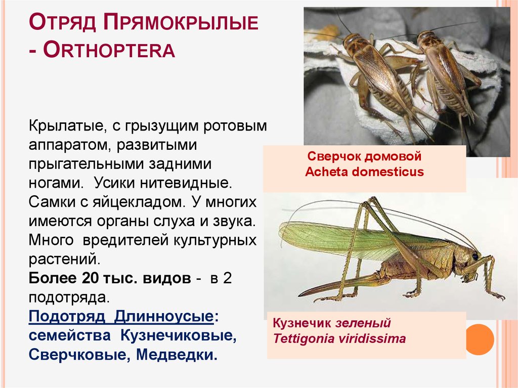 На головном отделе насекомых отряда прямокрылых