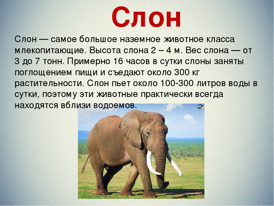Слон рассказ 1 класс окружающий мир. Доклад о слонах. Высота слона. Высота африканского слона. Описание слона.