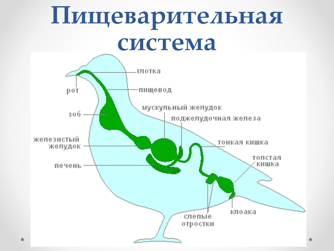 Пищеварительная система приспособление к полету. Строение пищеварительной системы птиц. Схема строения пищеварительной системы птиц. Пищеварение птицы строение. Пищеварительная система и выделительная система птиц.