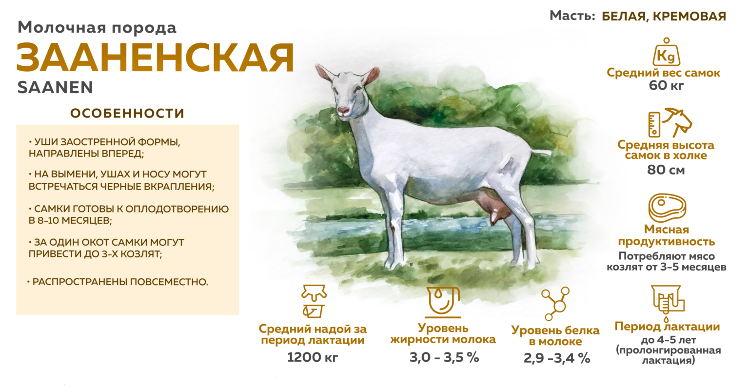 Молочные породы коз сравнительная таблица