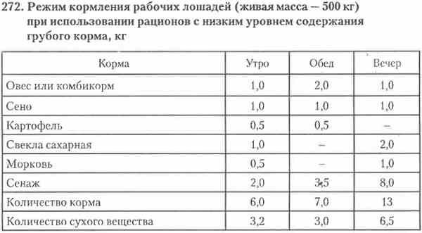 Чем кормить лошадь: виды кормов и нормы