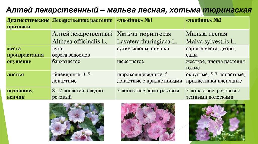 Как выглядит и чем полезен алтей лекарственный - советдня