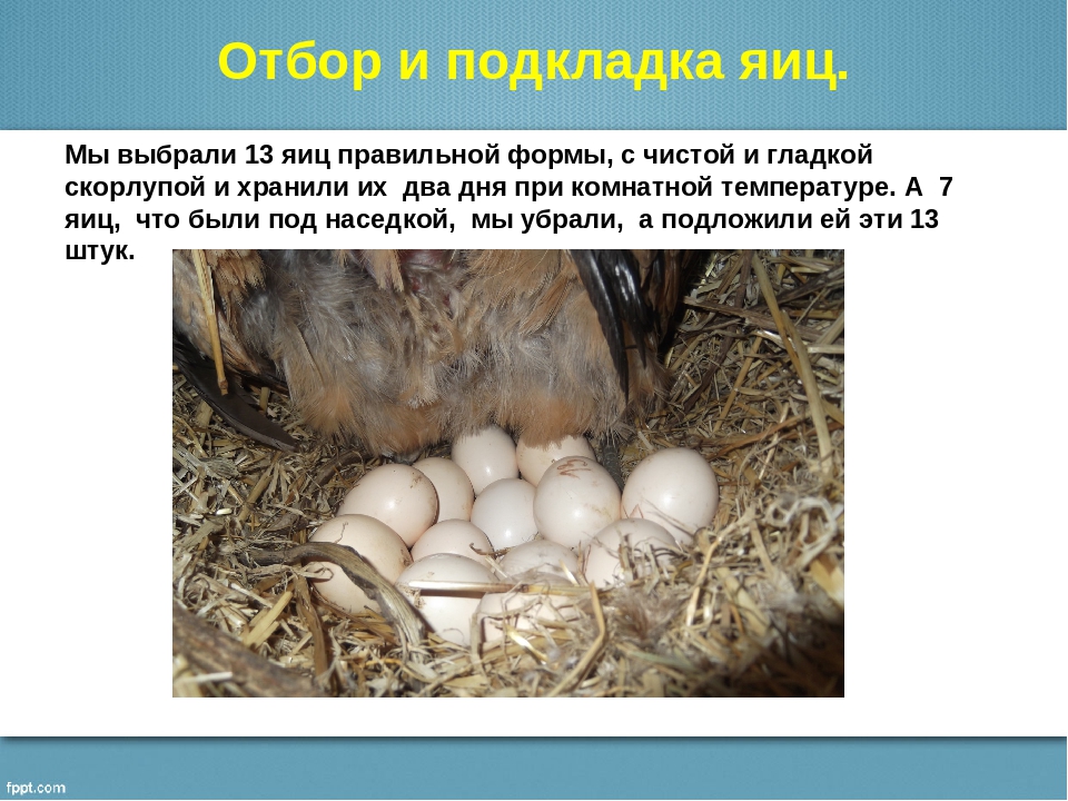 Сколько времени высиживают яйца. Наседка курица высиживает яйца. Курица наседка на яйцах. Вывод цыплят наседка. Вывод цыплят под наседкой.
