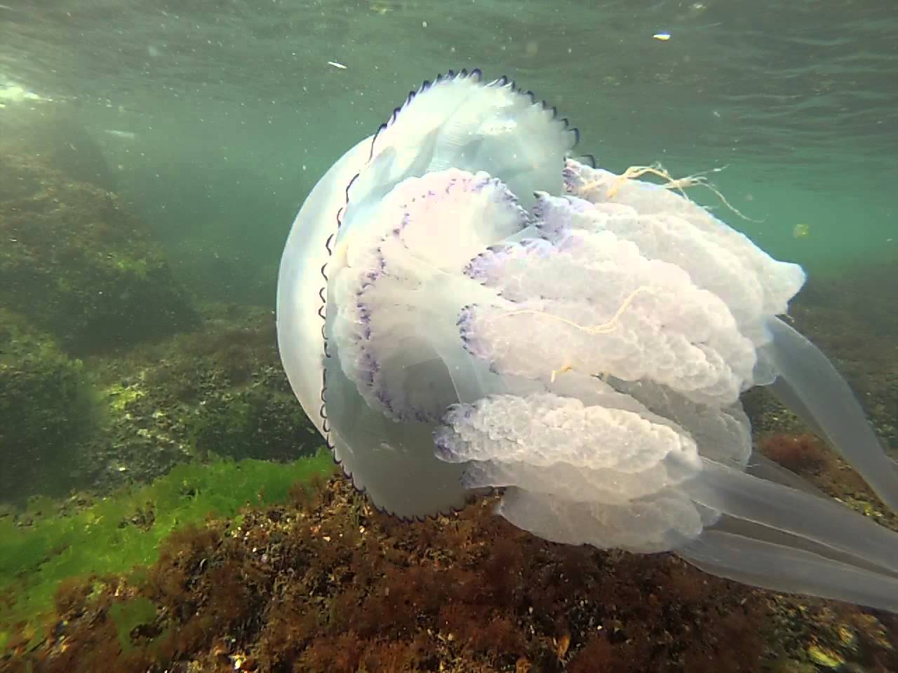 Черноморская медуза корнерот