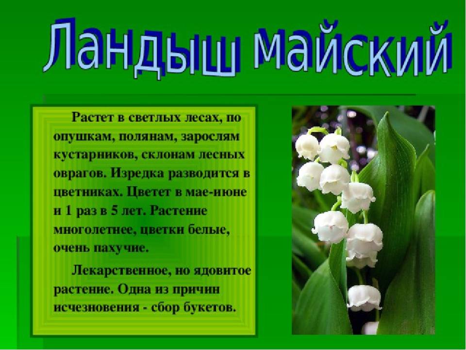 Рассказ о редком растении или животном. Сообщение о растении занесенном в красную книгу. Сообщение о редком растении которое занесено в красную книгу. 5 Растений занесенных в красную книгу России. Растения ИС красной книге.