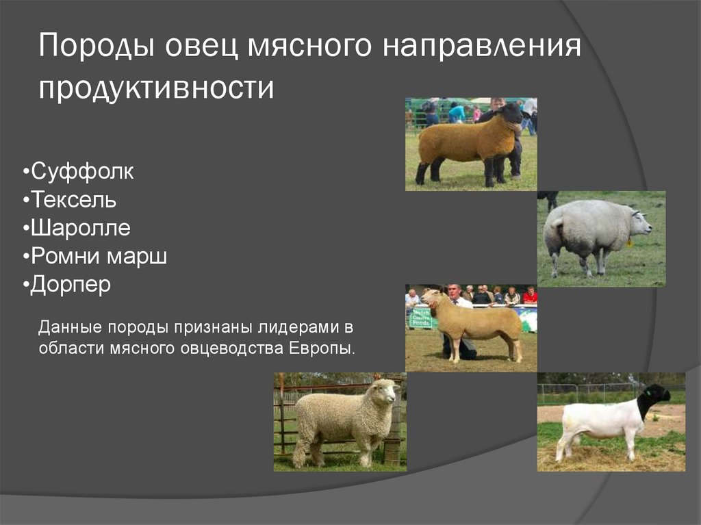 Продуктивные породы. Мясо шерстно молочные породы овец. Породы овец шерстного направления. Молочная продуктивность разных пород овец. Куйбышевская порода Баранов.