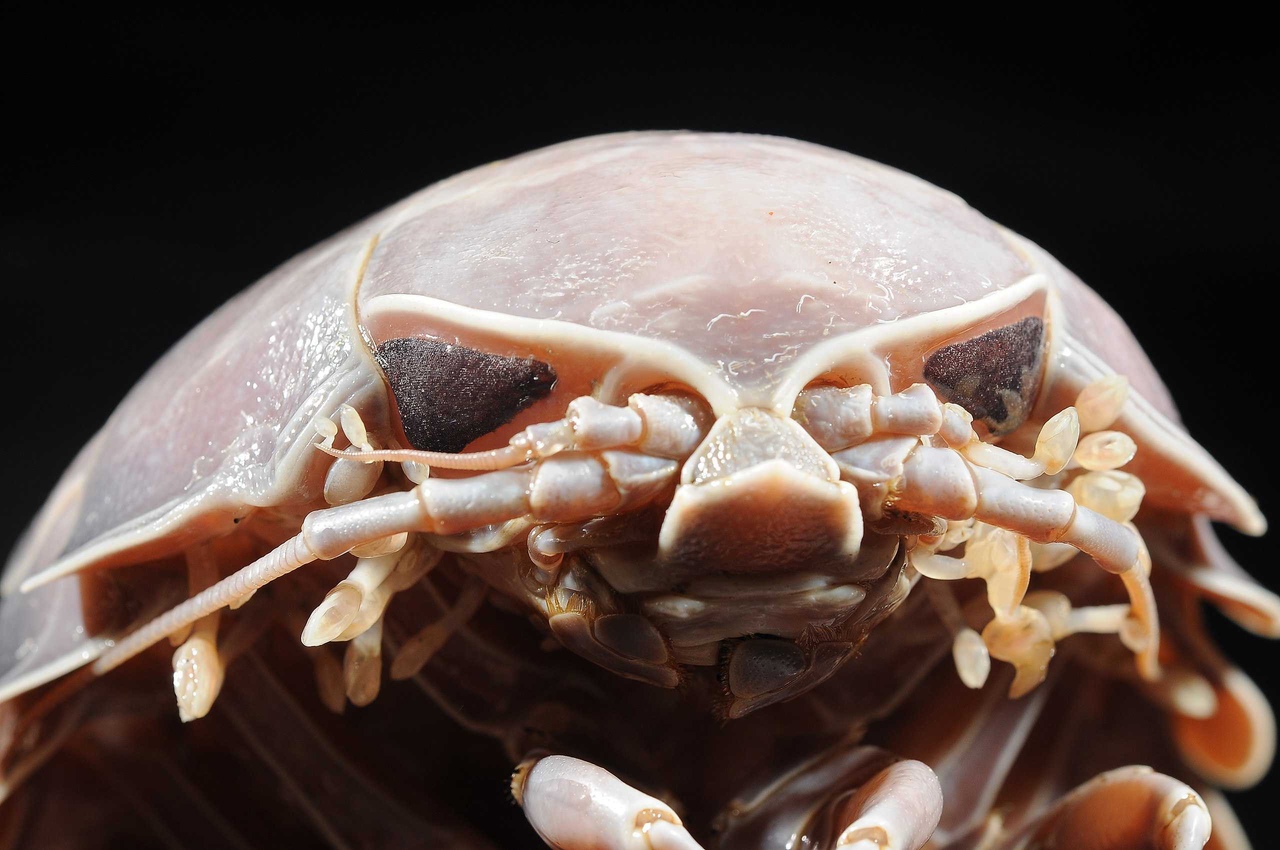 Isopoda - isopoda