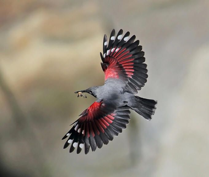 Птица с красными перьями