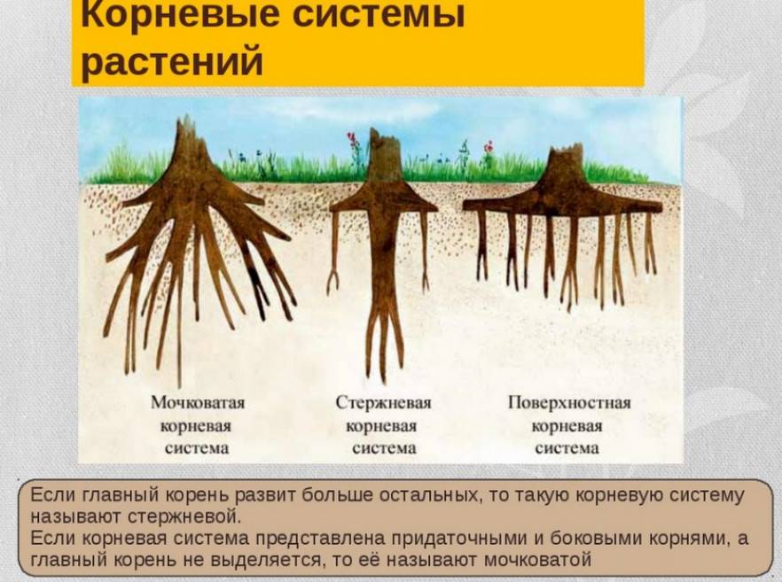Какие корни образуются на стеблях и листьях