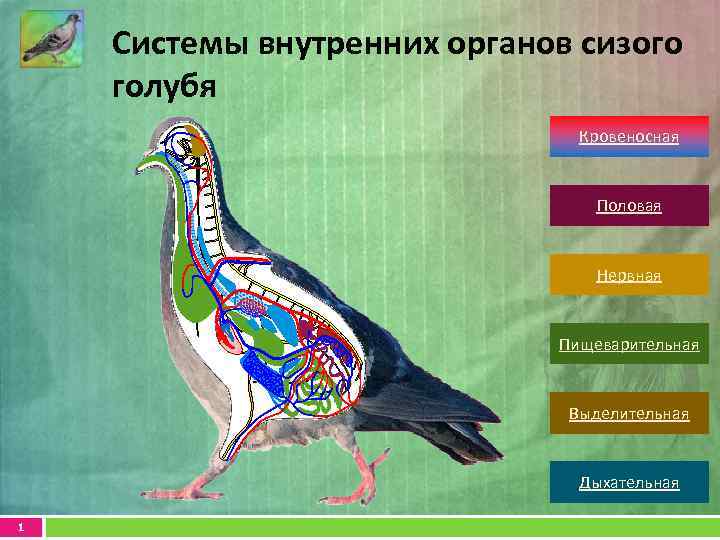 Внешнее и внутреннее строение представителей класса птиц
