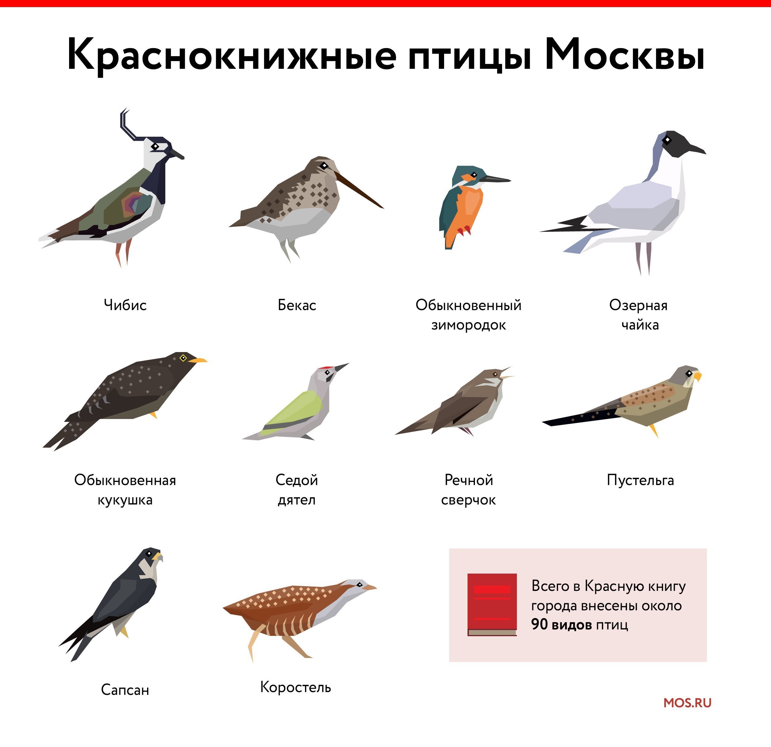 птицы центральной россии фото
