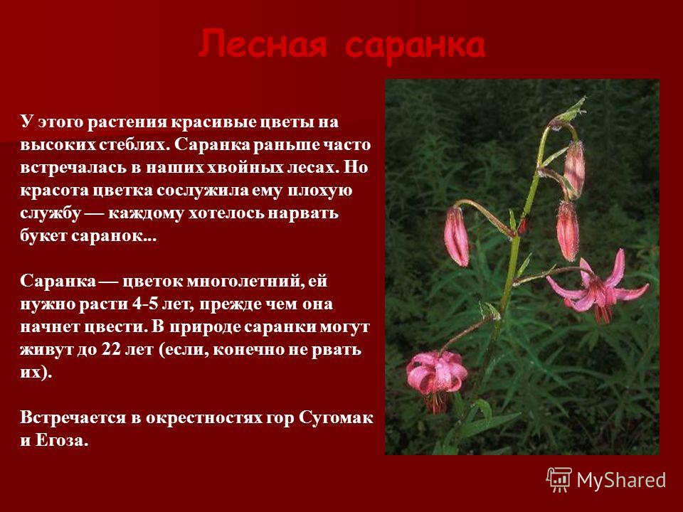 Растение занесенное в красную книгу кемеровской области. Растения из красной книги.