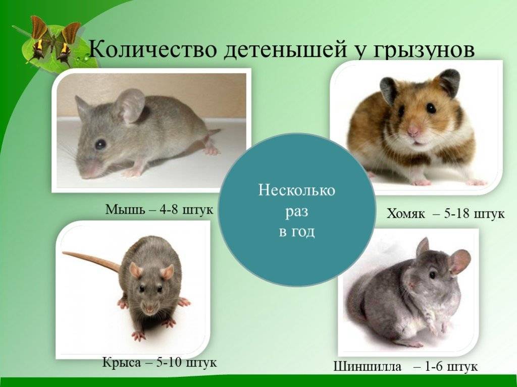 Какие типы мышей. Семейство грызунов. Грызуны все виды. Мышь и хомяк отличия. Домашние Грызуны виды.