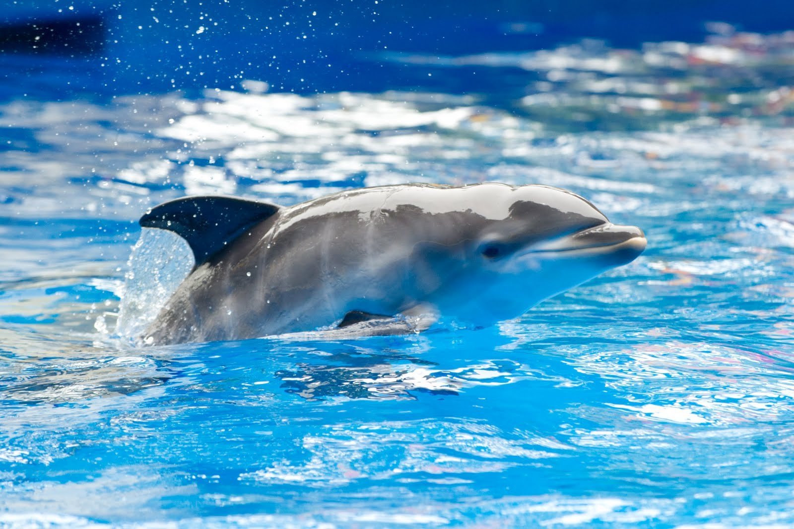 Черноморские дельфины, дельфин афалина и его физиологические особенности — познавайте с нами