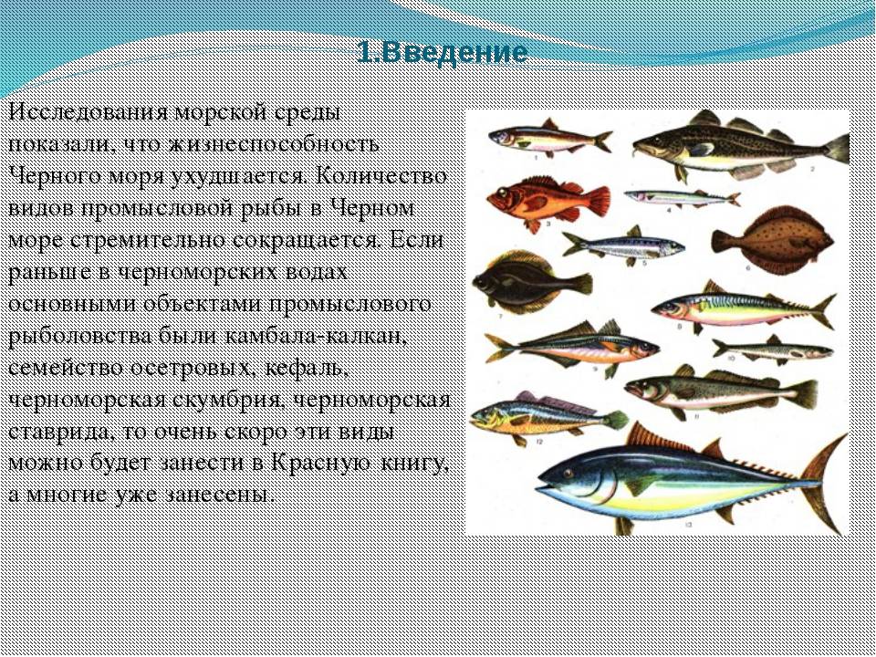 Все рыбы черного моря названия
