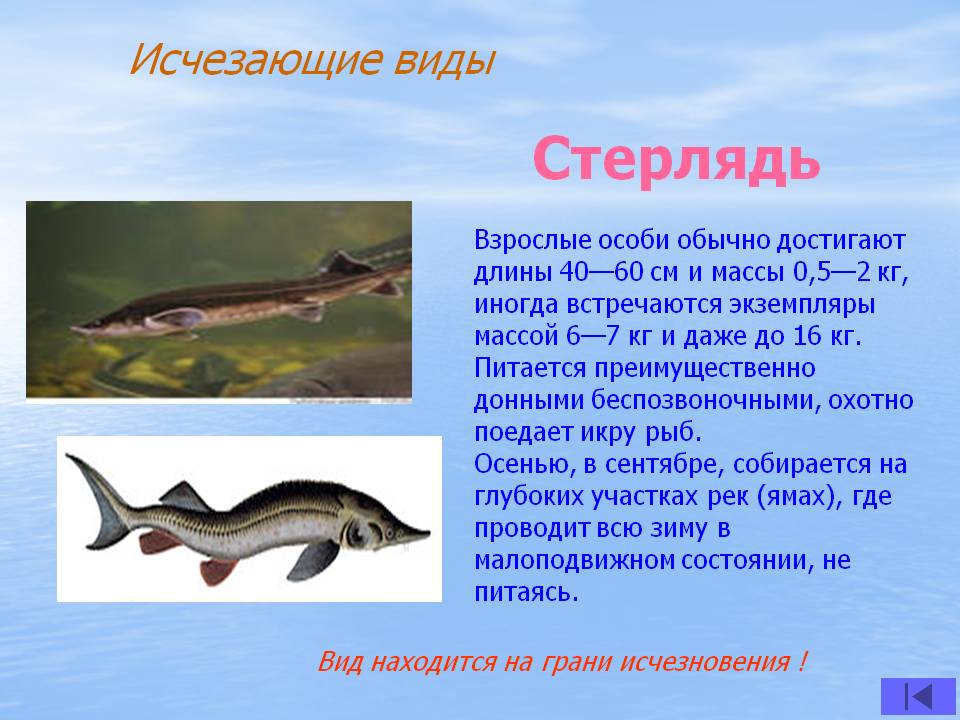 Лопатонос обыкновенный фото и описание – каталог рыб, смотреть онлайн
