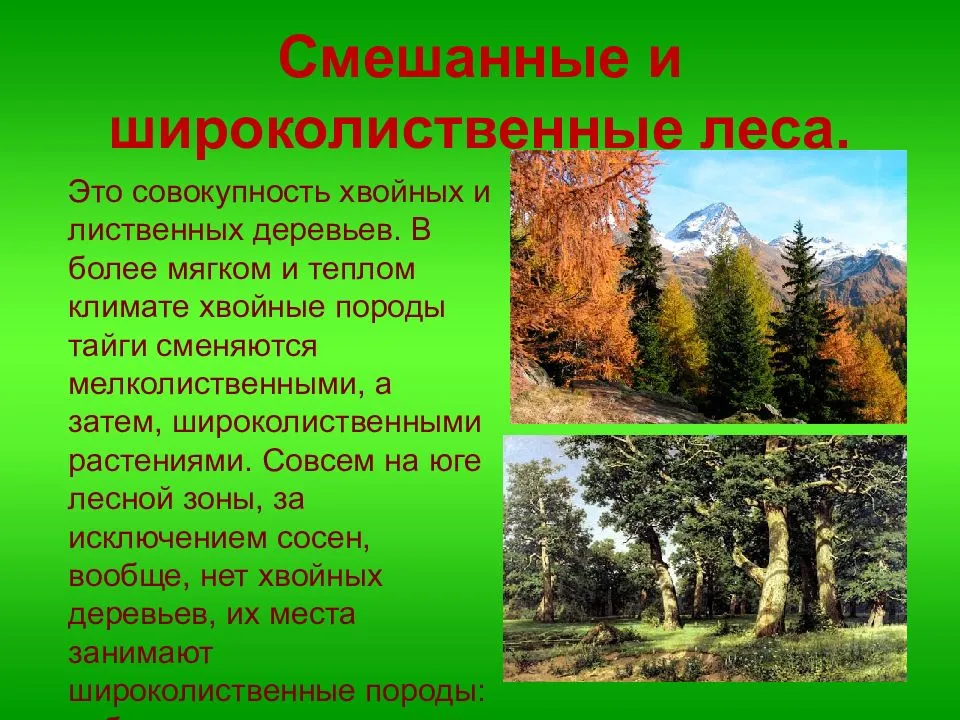 Описание природной зоны лесная зона. Зона лесов смешанные широколиственные. Зона смешанных и широколистных лесов в России. Зона широколиственных лесов Евразия. Климат широколиственных лесов в Евразии.