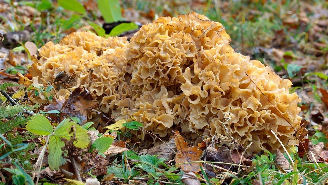 Необычные съедобные грибы