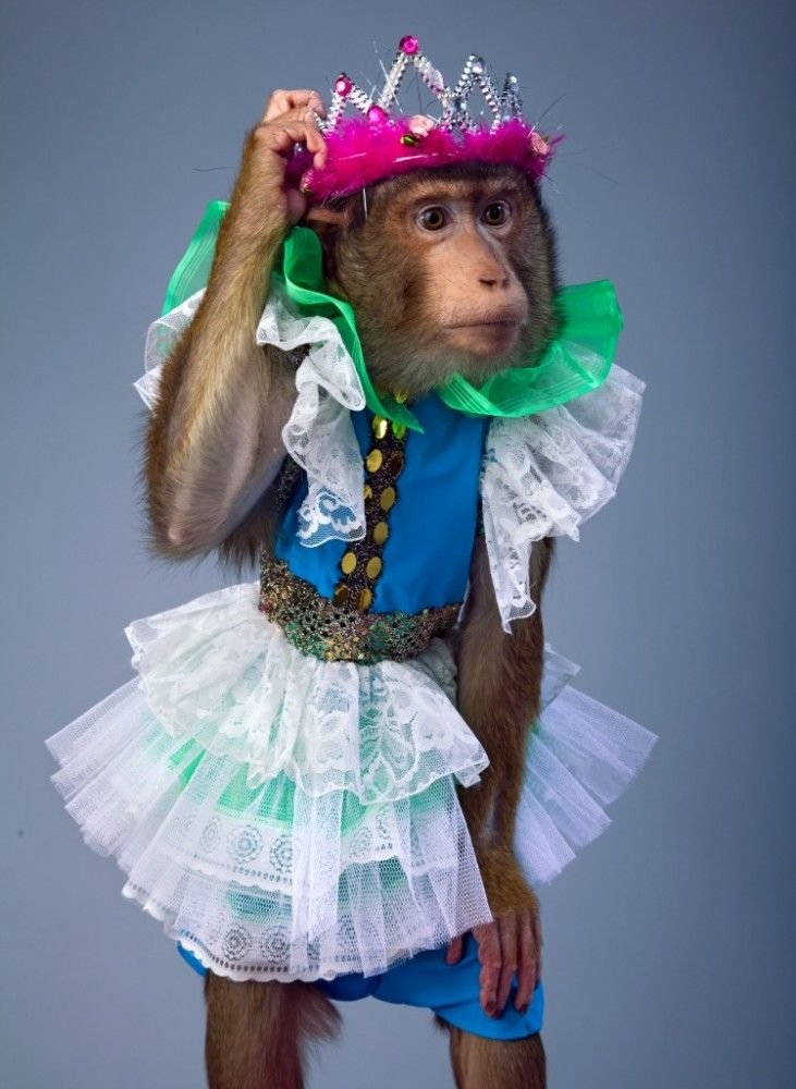 Шимпанзе в костюме