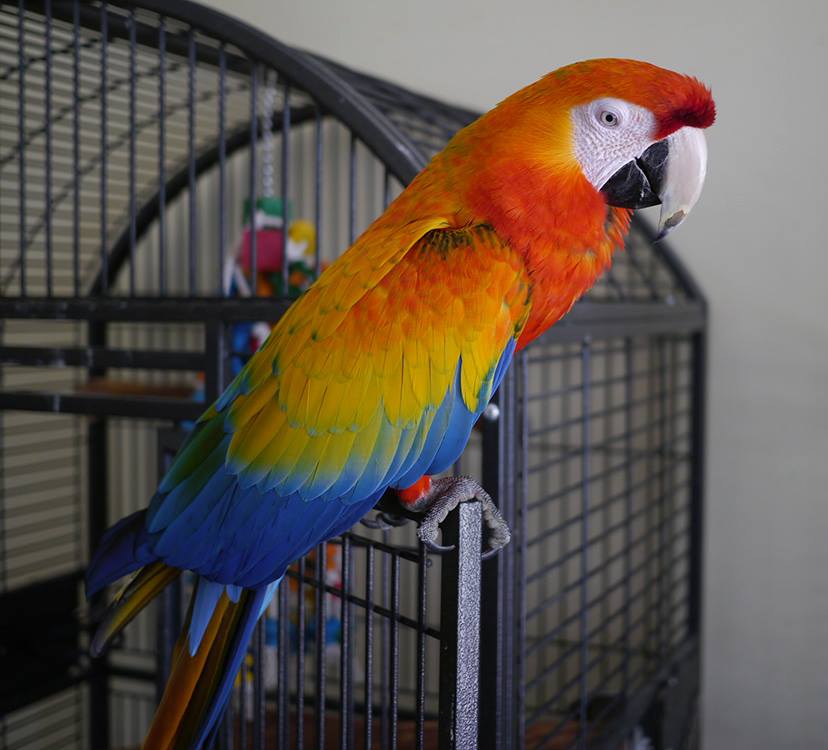 Голубой ара спикса - самый редкий попугай