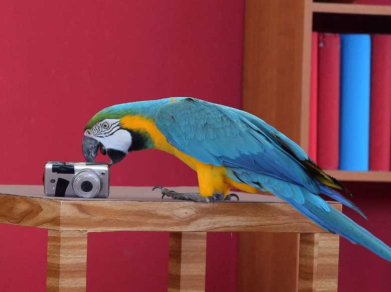 9 самых больших попугаев в мире: как называется один из крупнейших попугаев, описание и стоимость, особенности разведения