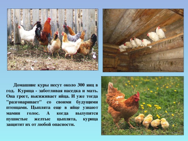 Выращивание цыплят с наседкой в домашних условиях, как все организовать и можно ли это сделать без нее? selo.guru — интернет портал о сельском хозяйстве