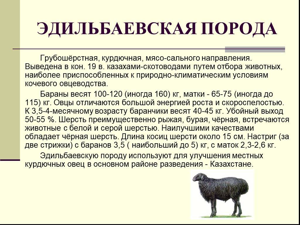 Сколько вес барана. Эдильбаевская порода овец характеристика. Эдильбаевская порода овец породы овец. Эдильбаевская порода овец породы. Эдильбаевская курдючная порода.
