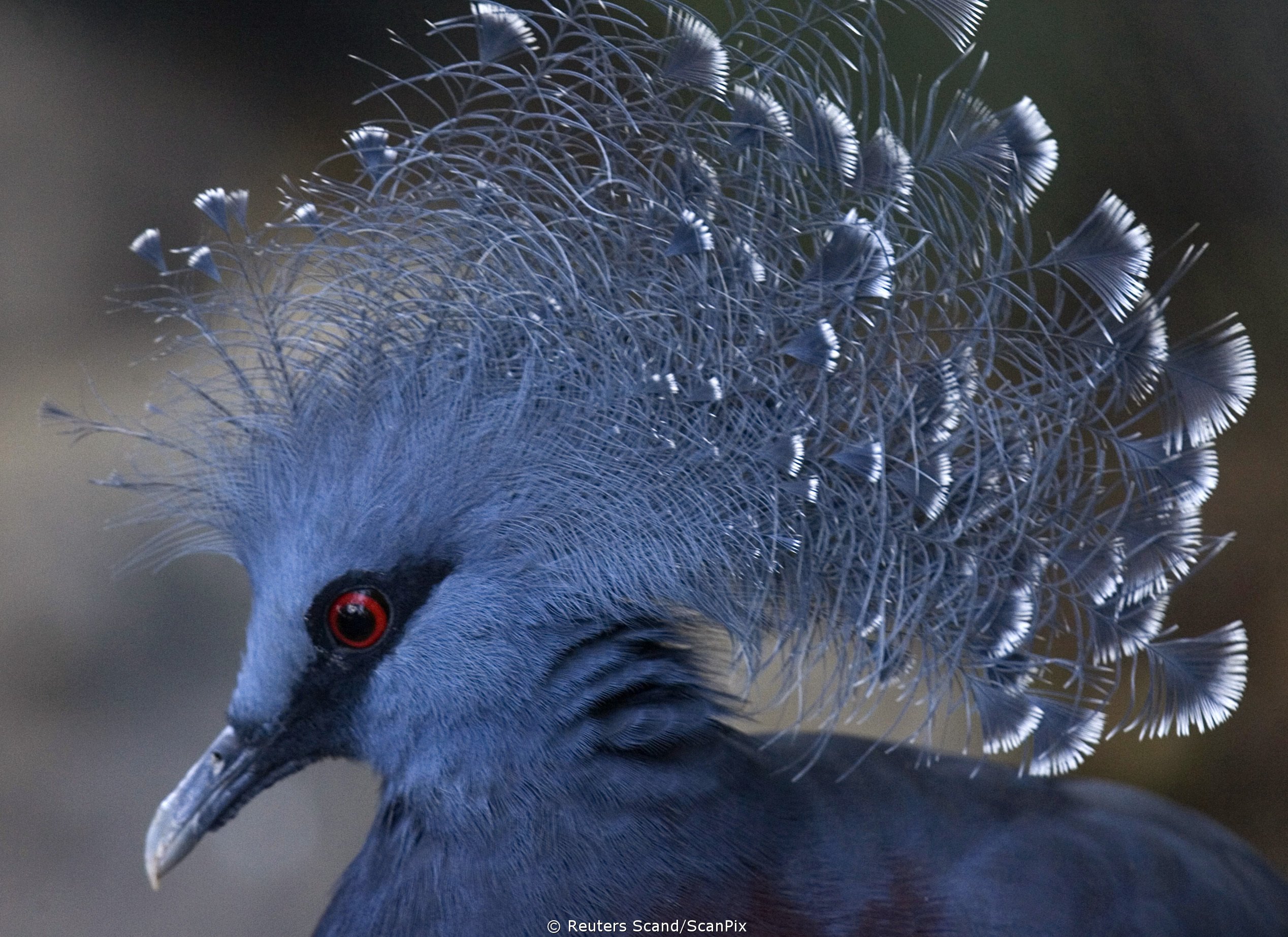 Какая птица имеет большие глаза. Веероносный венценосный голубь. Синяя птица венценосный голубь. Венценосный голубь ареал. Венценосный голубь птенец.