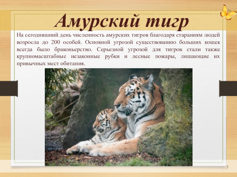 Факты о белом тигре. факты о среде обитания белого тигра для детей
